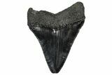 Serrated, Fossil Megalodon Tooth - South Carolina #301835-1